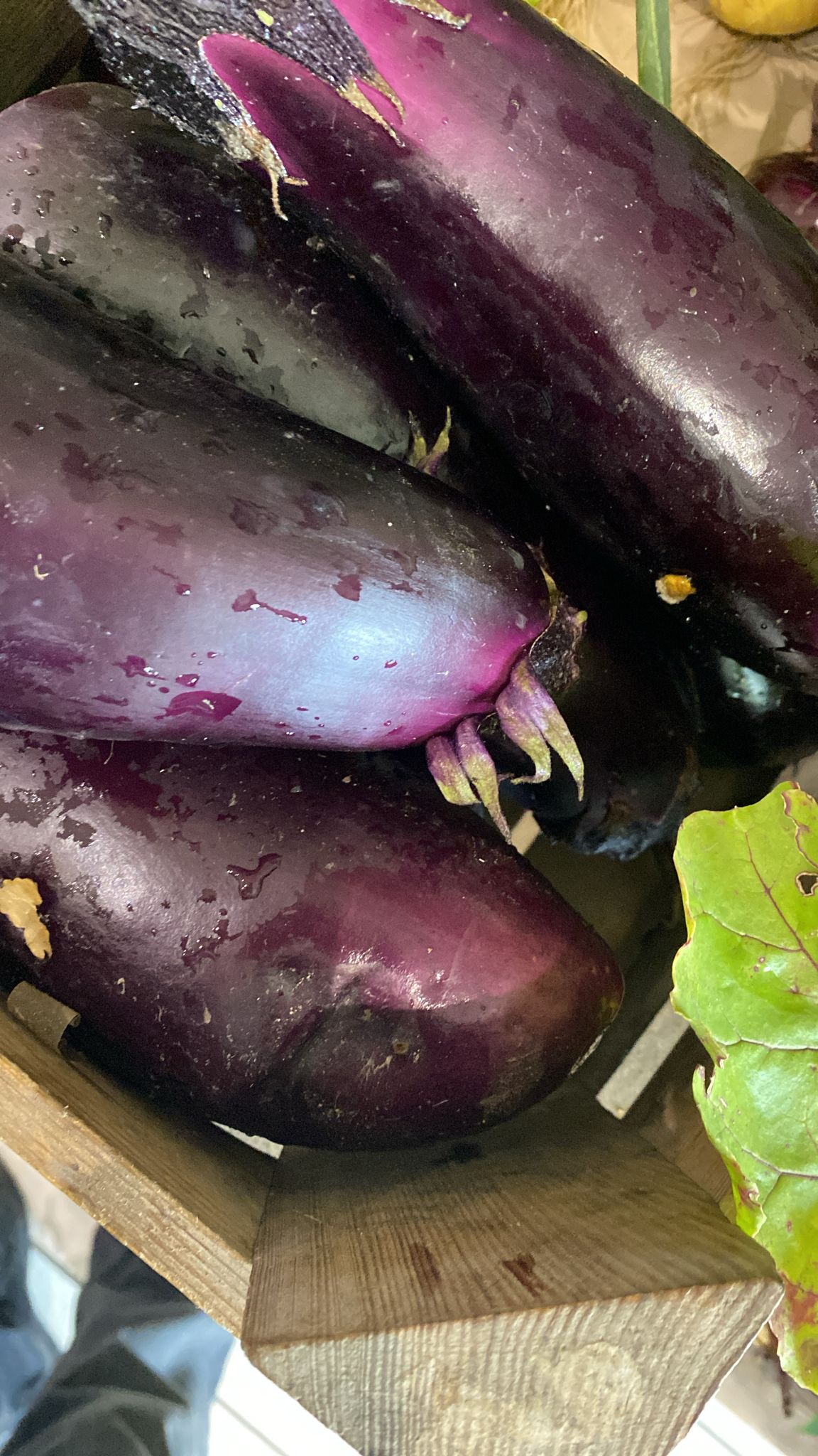 Frische Auberginen aus dem Garten