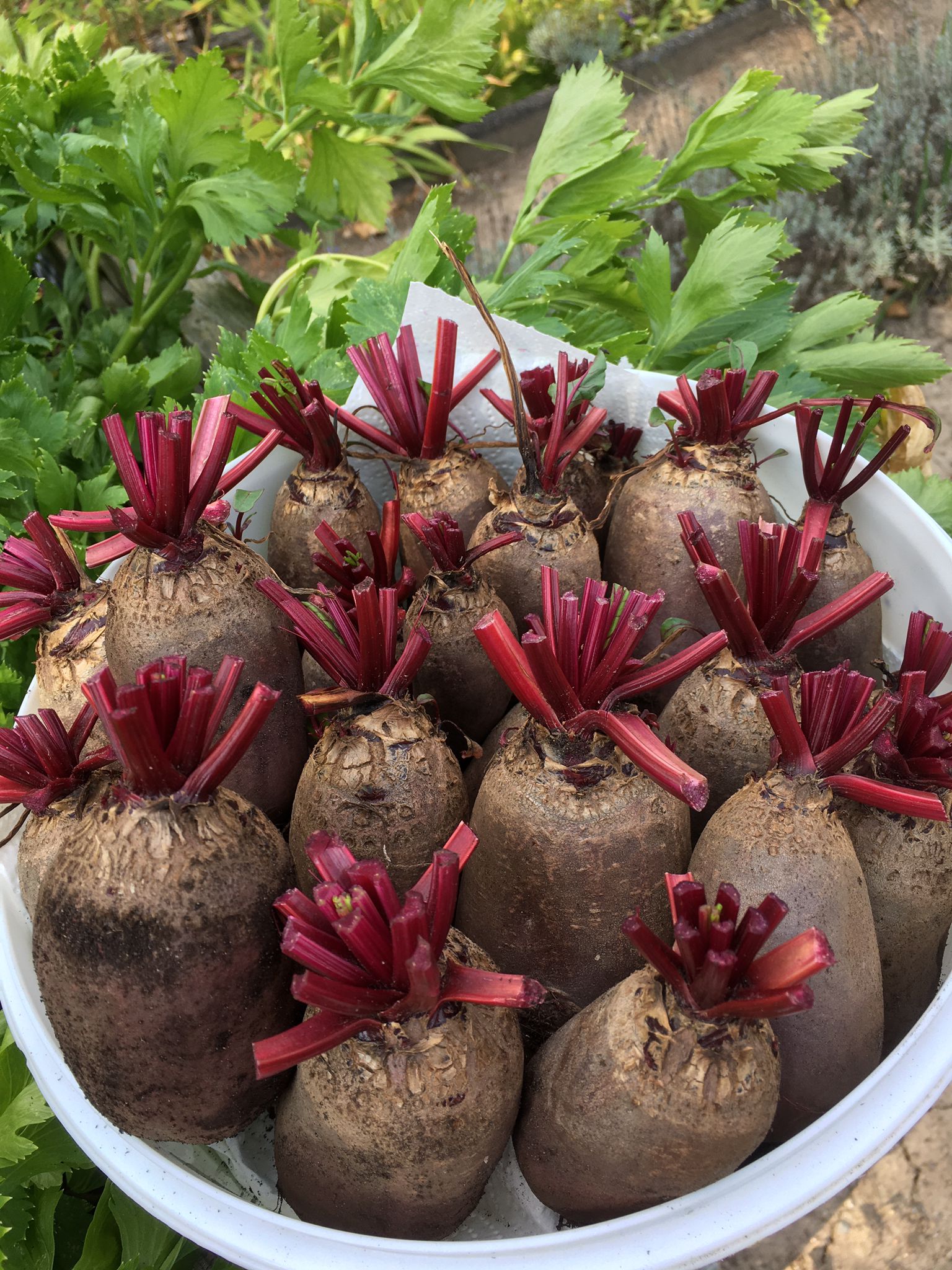 Rote Beete aus unserem Garten