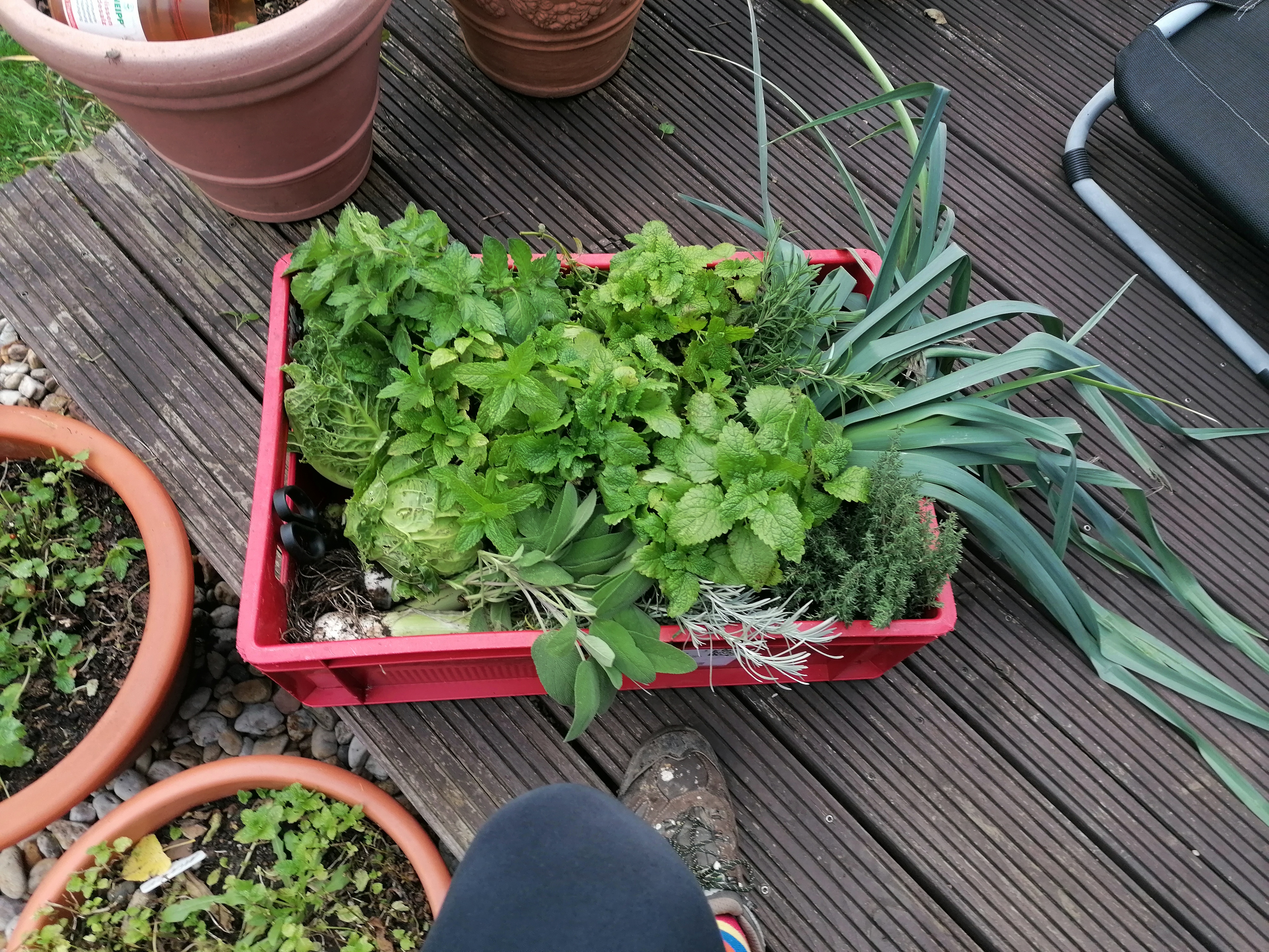 Frischer Salat aus unserem Garten