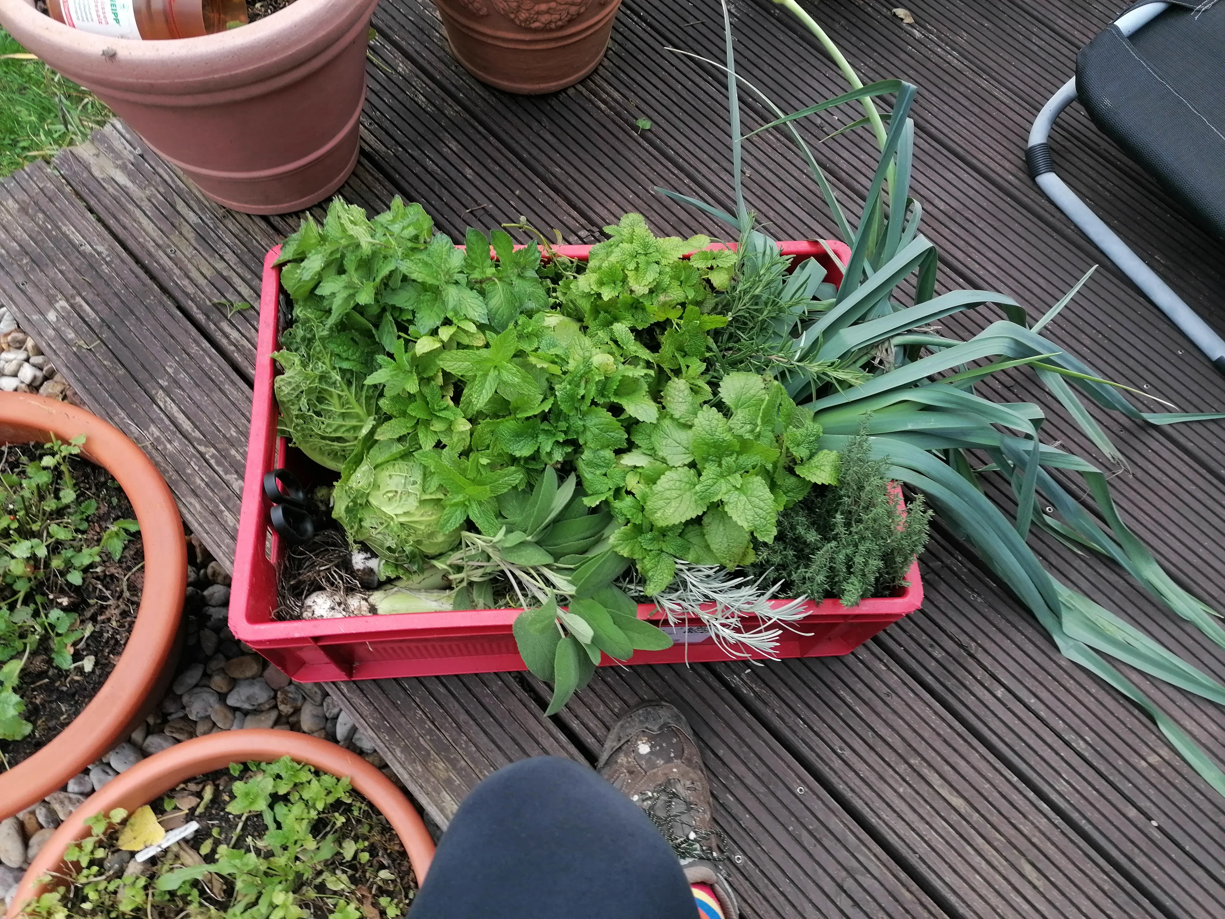 Frischer Salat aus unserem Garten