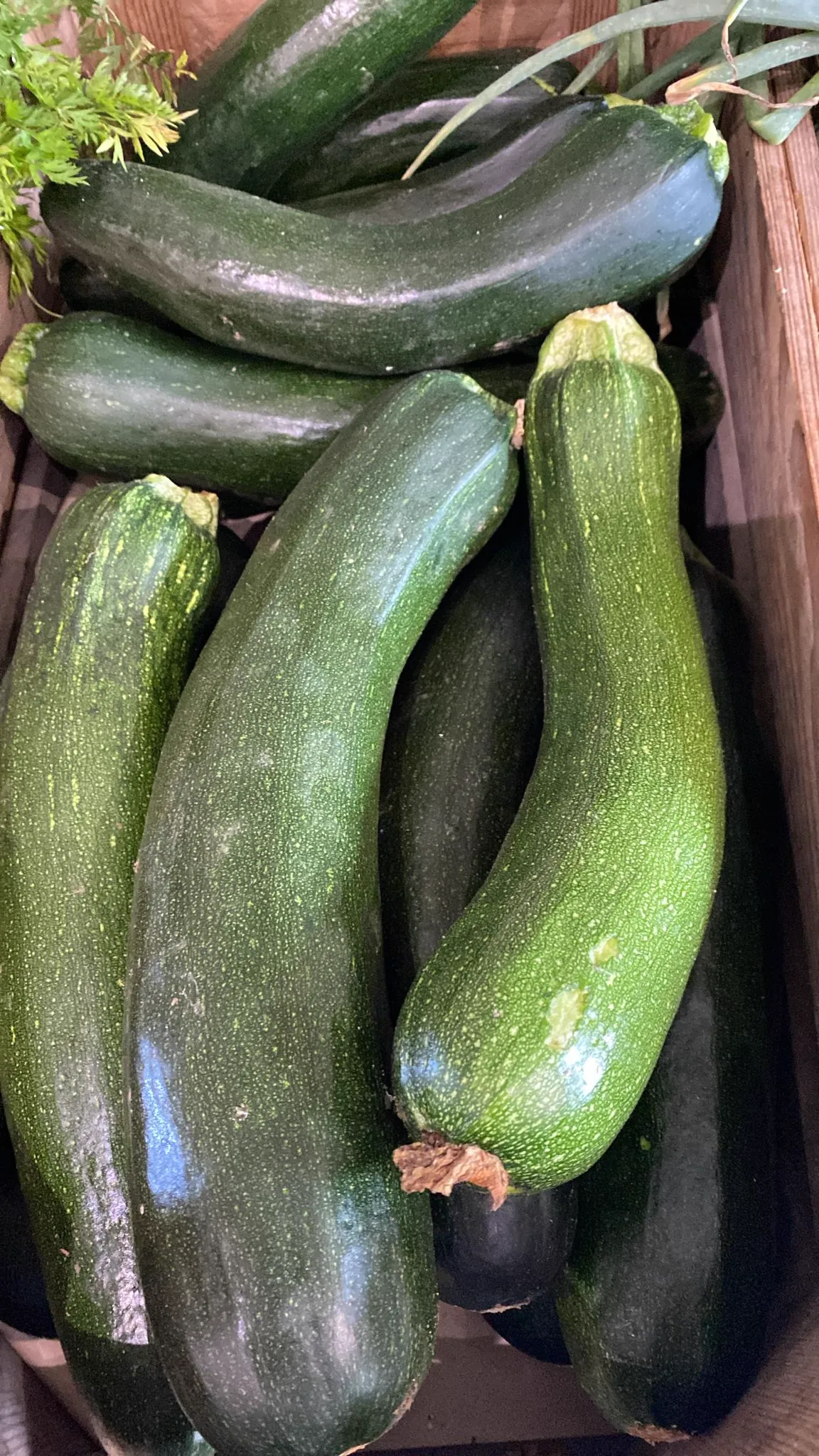 Saisonale Zucchini